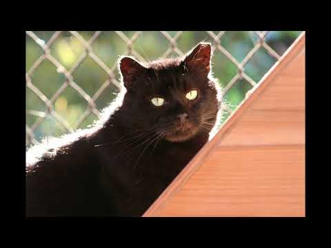 Quincy, an adopted Domestic Medium Hair Mix in Manchester, CT_image-1