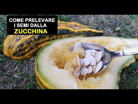 COME PRELEVARE I SEMI DALLA ZUCCHINA