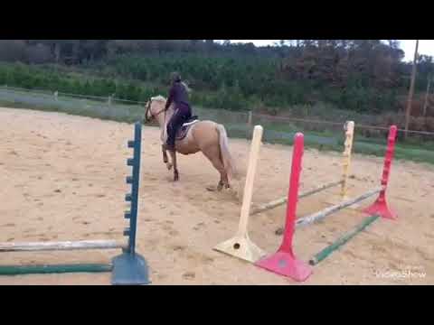 Cours de saut + coups de culs