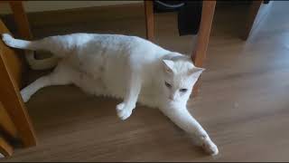 Don't Lean on Me (acoustic // lofi)