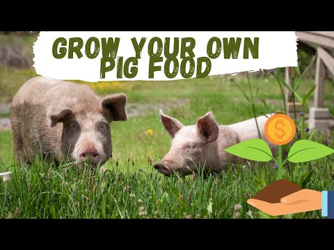 Grow Your Own Pig Food