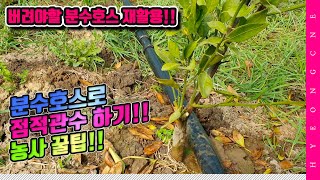 버리는 분수호스로 점적관수 하기!! 이게 되네? 형씨네 레드향하우스