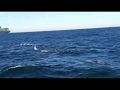 School dolfijnen gefilmd voor de kust van Hoek van Holland. Video: Erik Blomme