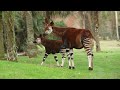 Disney Video Beni Okapi Calf Debut On The Pembe Savanna Disney S Animal Kingdom Lodge