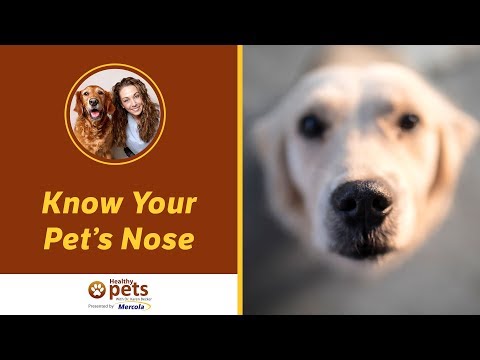 Dr. Becker: Know Your Pet's Nose