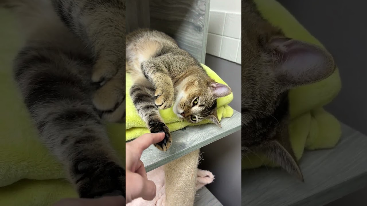 Enlarge Minky, a Adoptable Singapura in Los Angeles, CA video 6/6