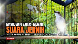 Download lagu Burung Ciblek SEMI Gacor NGEBREN Untuk Pancingan Ciblek dan MASTERAN BURUNG Kesayangan Anda mp3 Download lagu Burung Ciblek SEMI Gacor NGEBREN Untuk Pancingan Ciblek dan MASTERAN BURUNG Kesayangan Anda mp3