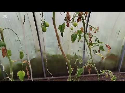 Koniec lipca. Porażka z pomidorem. Zakończenie sezonu w warzywniaku. Nie opłaca się i nie warto... 