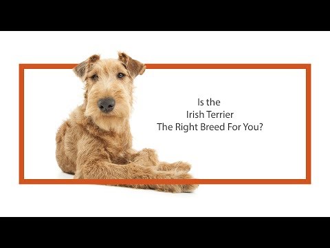 Irish Terrier Breed Video