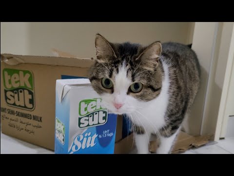 how much milk!  Misha the cat likes this.