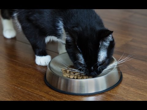 YouTube video about: Why does my cat flip his food bowl?