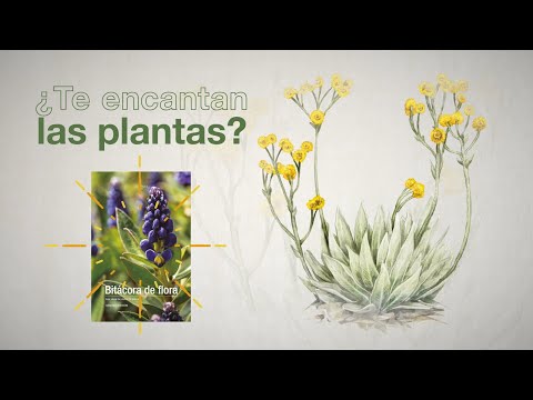 Paso a paso de la Bitácora de Flora. Guía visual de plantas de páramo.