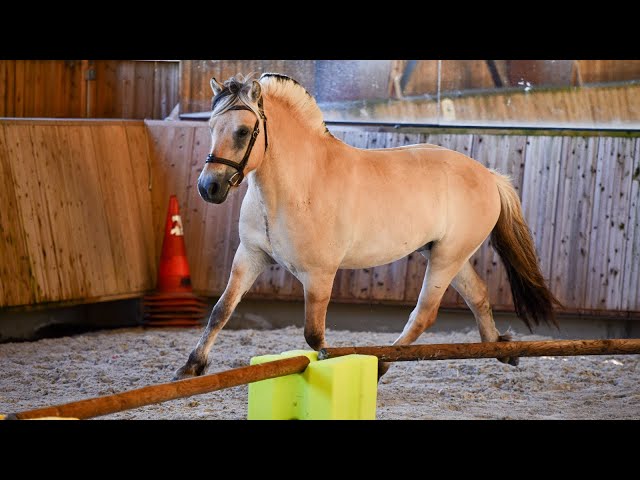 Caballo castrado Fjord En venta 2022 Isabelo