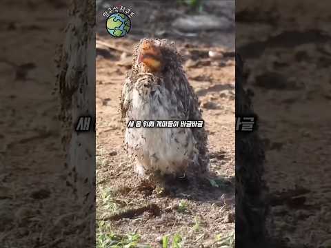 동물계에서 가장 이상한 목욕법