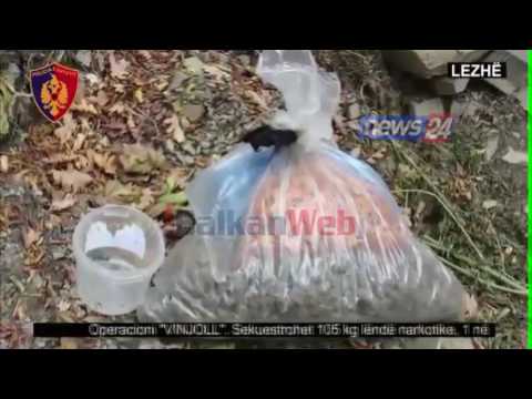 Kurbin, iu gjetën 105 kg kanabis në dy kasolle pranë shtëpisë, një në pranga, një në kërkim