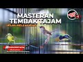 Masteran Kompilasi Tembakan Kristal Cucak Cungkok Vs Korlap Vs Ciblek Kristal Bren