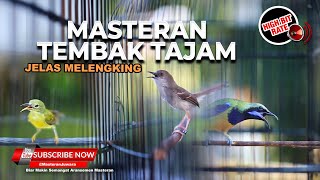 Download lagu 🔴Masteran Kompilasi Tembakan Kristal Cucak Cungkok vs Korlap vs Ciblek Kristal Bren mp3