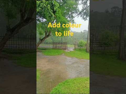 Rain add colour to life.#pranati #ytshorts #rainyday