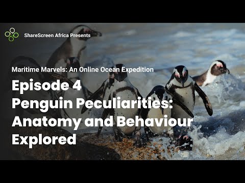 Penguin Peculiarities: Anatomy and Behaviour Explored