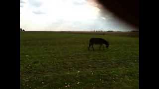 Harry Nilsson - All I Think About Is You