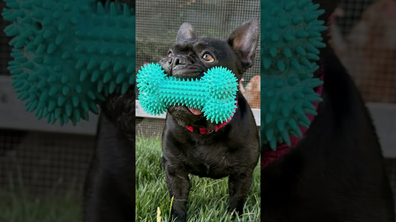 Marnie, a Adoptable French Bulldog in Citrus Heights, CA video 2/6