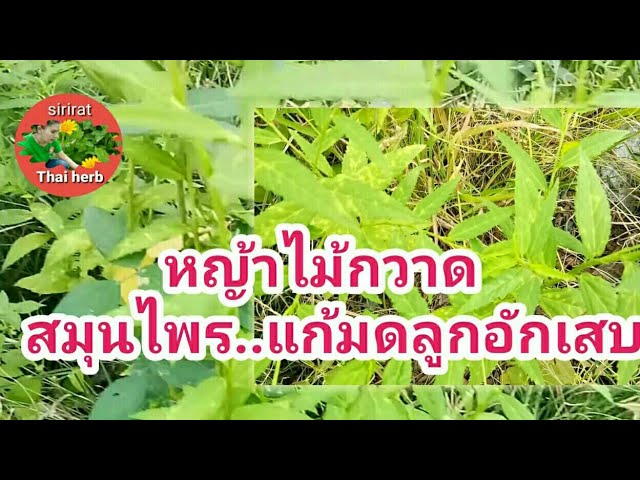 หญ้าไม้กวาด หรือหญ้าขัดมอน#สมุนไพร#แก้มดลูกอักเสบ#รักษาโรคปอด#แก้บวม ... หญ้าไม้กวาด หรือหญ้าขัดมอน#สมุนไพร#แก้มดลูกอักเสบ#รักษาโรคปอด#แก้บวม ...