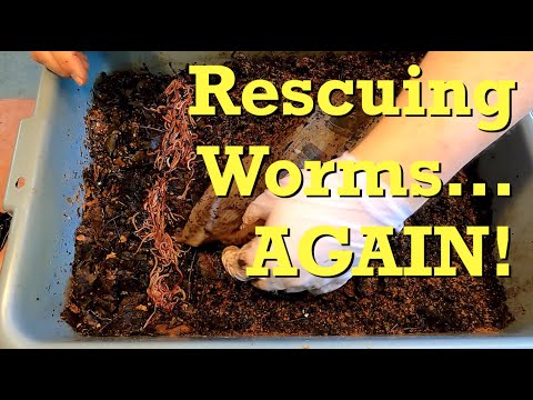Yet another bin in need of worm rescue 😖  - vermicomposting