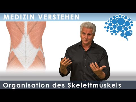 Organisation des Skelettmuskels│Dr. Dr. Damir del Monte│Encephalon Medizin Videos bei Lecturio