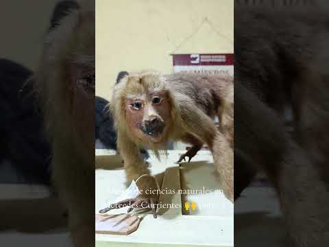 MUSEO DE CIENCIAS NATURALES EN MERCEDES CORRIENTES 🙌 PARTE 2 #viral #viralvideo #video #videoviral