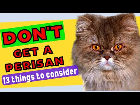 Don't Get a PERSIAN CAT BEFORE Watching This Video / Persian Cat 101 - They Are Not For Everyone!