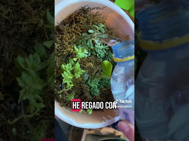 Vídeo relacionado con PORFOYO Terrario de Caracoles, 30 x 20 x 15 cm, Acrílico, Higrómetro de Temperatura, para lagarto, araña, rana, escarabajo, gecko, tortuga