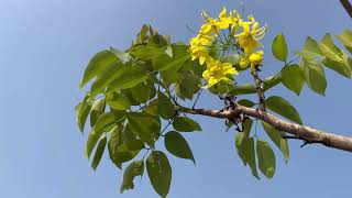 Golden Showers and Golden Voices | Indian Laburnum (Cassia fistula)