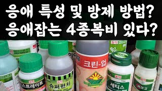 응애 특성 및 방제방법? 응애잡는 4종복비 있다?