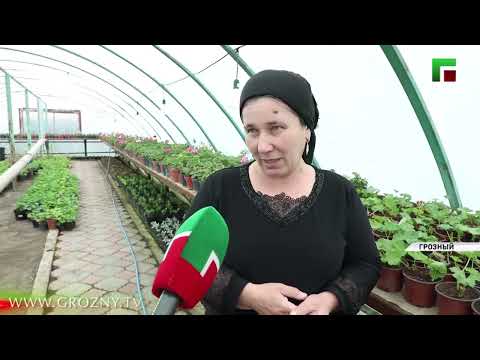 Озеленением Грозного занимаются более 200 работников «Зеленстроя»