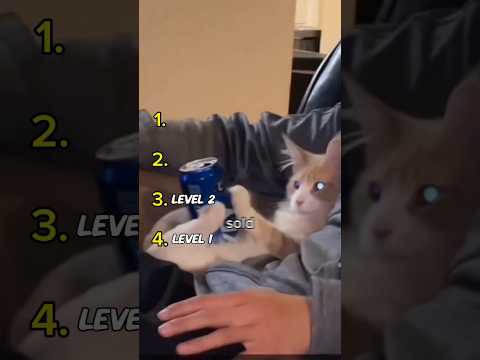Funny Cats With Unexpected Jobs