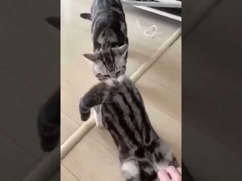 funny animals 😁😁//#funny #shorts #funnycats #funnyvideos
