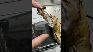 固形燃料で鮎の塩焼き#shorts  #料理 #cooking #メスティン