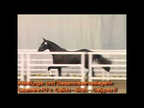 Freispringwettbewerb Verden 2013