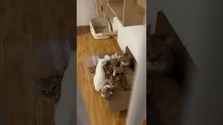 Download lagu #94 Funny Cat🐈 videos 🐱🐱 #meowing #memes #cute mp3