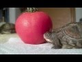 Two Turtles eat a Tomato 
