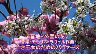 Download lagu 墓地と公園の花　音楽：モーリスラヴェル作曲   亡き王女のためのパヴァーヌ mp3