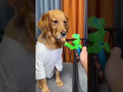 #balloondog diano dog #samanvay #cutebaby #cute