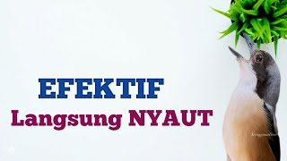 Download lagu Cendet Pastol Gacor Pagi Siang Sore. Bikin Cendet Malas,Susah Bunyi Langsung Nyaut Dg Pancingan Ini mp3