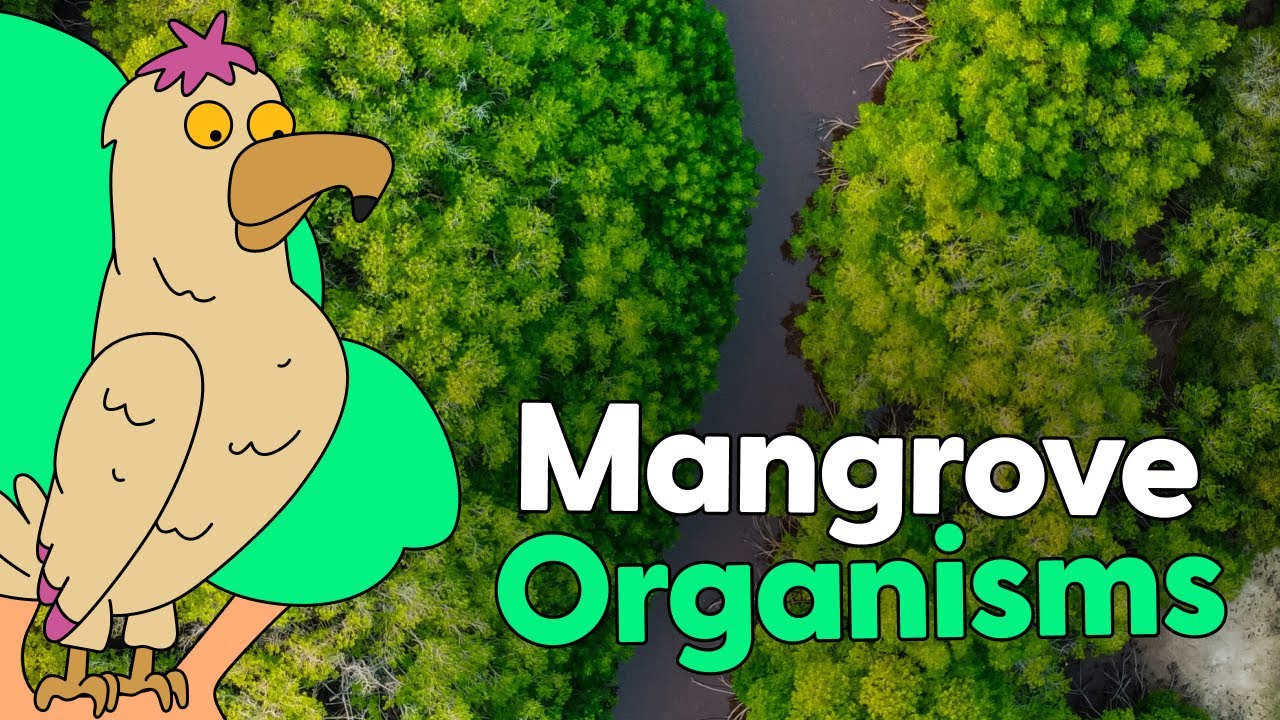 Mangrove Organisms!
