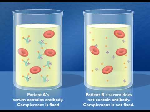 Complement Fixation Test HD Animation