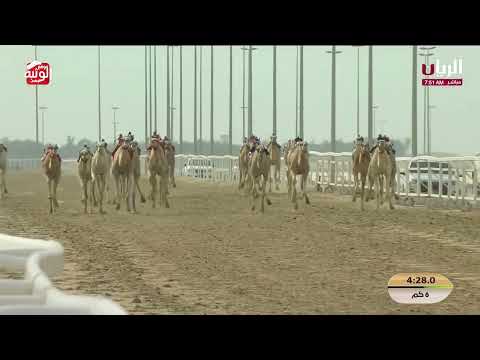  ش 15 (لمحه) لـ هجن الشحانية 9:04:03 ، مهرجان ختامي الشحانية 2026/04/24 إيذاع