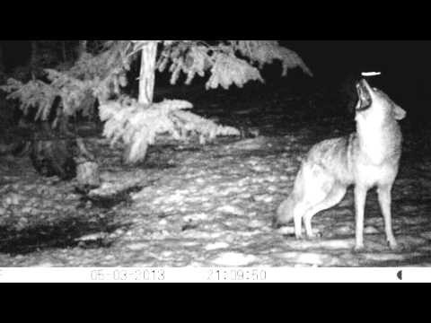 Coyote Pack Howl