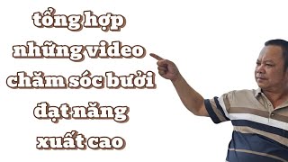 “Tổng Hợp Những Cách Chăm Sóc Bưởi Năng Suất Cao Nhất Hiện Nay”
