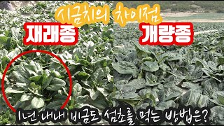 재래종 시금치 드셔보셨나요? 비금도 섬초라고 불리고 있음 시금치!! 비금도 시금치를 1년 내내 먹는 방법은?