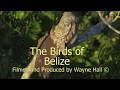 The Birds Of Belize Version 13 Full DVD